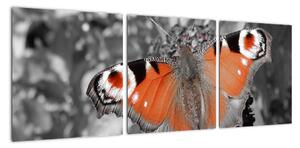 Oranžový motýl - obraz (90x30cm)