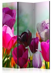 Paraván tulipány Velikost (šířka x výška): 225x172 cm