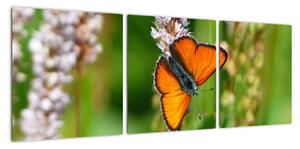 Moderní obraz motýla na louce (90x30cm)