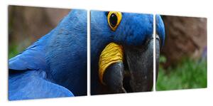 Obraz - papoušek (90x30cm)