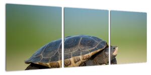 Obraz želvy - moderní obrazy (90x30cm)