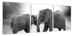 Obraz - sloni (90x30cm)
