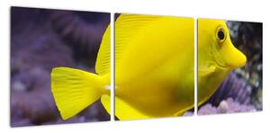 Obraz - žluté ryby (90x30cm)