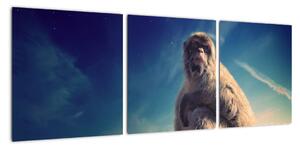 Obraz opice - obrazy zvířat (90x30cm)