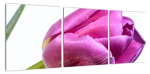 Obraz růžového tulipánu (90x30cm)
