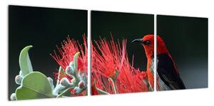 Obraz ptáků - červená (90x30cm)