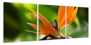 Detail květu - obraz (90x30cm)