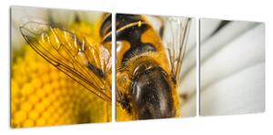 Obraz - detail včely (90x30cm)