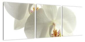 Obraz orchideje (90x30cm)