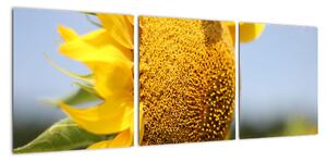 Obraz slunečnice (90x30cm)