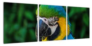 Obraz papouška (90x30cm)