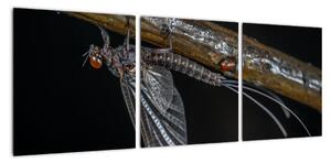 Obraz - hmyz (90x30cm)