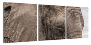Obraz slona (90x30cm)