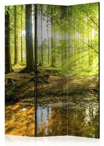 Paraván lesní probuzení Velikost (šířka x výška): 225x172 cm
