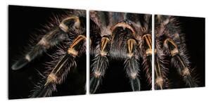 Obraz tarantule (90x30cm)