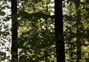 Malvis Lesní vítání Velikost: 90x60 cm