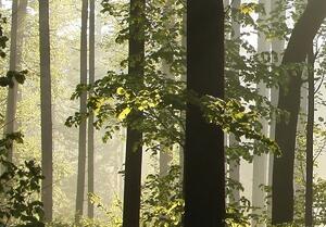 Malvis Lesní vítání Velikost: 90x60 cm