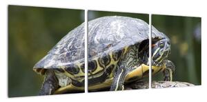 Obraz suchozemské želvy (90x30cm)