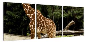 Obraz žirafy (90x30cm)