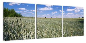 Pole pšenice - obraz (90x30cm)