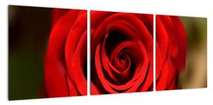 Detail růže - obraz (90x30cm)