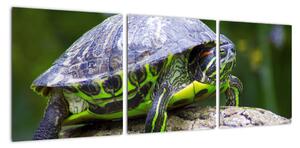 Suchozemská želva - obraz (90x30cm)