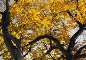 Malvis Obraz podzim v parku - žlutý Velikost (šířka x výška): 60x40 cm
