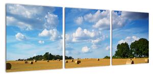 Letní pole - obraz (90x30cm)