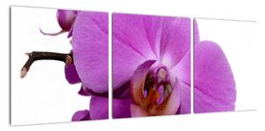 Orchidej - obraz (90x30cm)