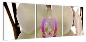 Orchidej - obraz (90x30cm)