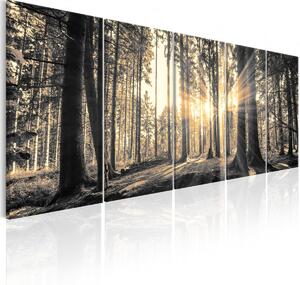 Murando DeLuxe Pětidílný obraz - les v paprscích Velikost: 200x80 cm