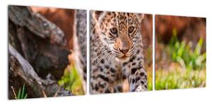 Mládě leoparda - obraz do bytu (90x30cm)