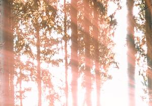 Malvis Vícedílný obraz - les v tajemství Velikost: 225x90 cm
