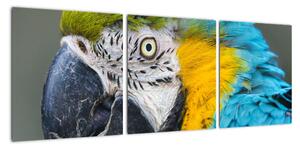 Papoušek - obraz (90x30cm)