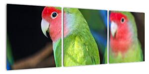 Papoušci - obraz (90x30cm)