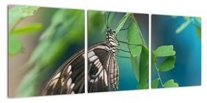 Motýl - obraz (90x30cm)