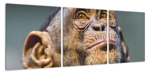 Opice - obrazy (90x30cm)