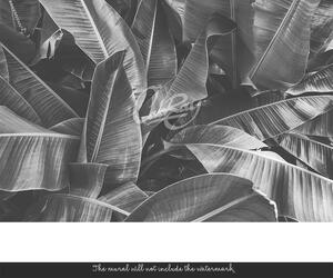 Fototapeta Odpočívejte ve stínu obřích listů Samolepící 250x250cm