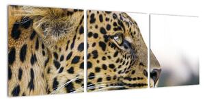 Leopard - obraz (90x30cm)