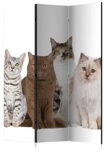 Paraván - Sweet Cats [Room Dividers]