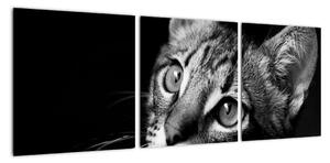 Obraz kočky (90x30cm)
