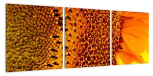 Detail slunečnice - obraz (90x30cm)