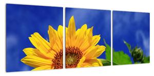 Obraz slunečnice (90x30cm)