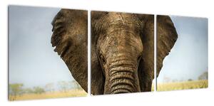 Slon - obraz (90x30cm)