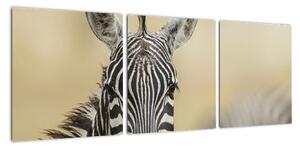 Zebra - obraz (90x30cm)