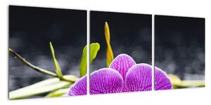 Květ orchideje - obraz (90x30cm)