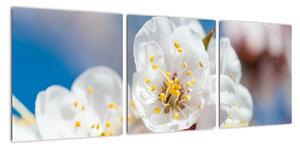 Květ třešně - obraz (90x30cm)