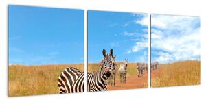 Zebra na cestě - obraz (90x30cm)