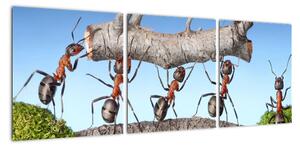 Obraz mravenců (90x30cm)
