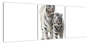 Tygr bílý - obraz (90x30cm)